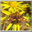 Pyrausta purpuralis - Purpuroter Zuensler 01.jpg